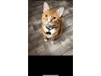 Adopt Oliver a Orange or Red Tabby Domestic Mediumhair / Mixed (short coat) cat