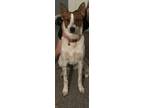 Adopt Baby Spice a Australian Cattle Dog / Mixed dog in Winchester