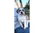 Adopt Izzy a Shih Tzu / Mixed dog in Davie, FL (39938935)