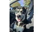 Adopt Valentino a Black - with White Husky / Australian Kelpie / Mixed dog in