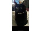 Adopt Sadie a All Black American Shorthair / Mixed (medium coat) cat in Ventura