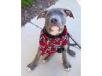 Adopt Ocean a Brindle - with White Mixed Breed (Medium) / Mixed dog in