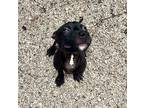 Adopt Marcelle (Underdog) a Black Terrier (Unknown Type, Medium) / Mixed Breed