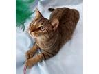 Adopt Hickory a Brown Tabby Domestic Shorthair / Mixed Breed (Medium) / Mixed