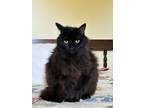 Adopt Willow a All Black Domestic Longhair / Mixed (medium coat) cat in Hanover