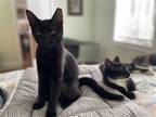 Adopt Nakia a All Black Domestic Shorthair / Mixed (short coat) cat in Miami