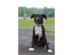 Adopt Trinity - Adoptable a Labrador Retriever / Mixed Breed (Medium) / Mixed