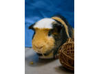 Adopt King a Brown or Chocolate Guinea Pig / Mixed small animal in Arlington
