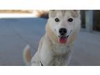 Adopt Aurora a Tan/Yellow/Fawn Husky / Mixed dog in Guelph, ON (41194986)