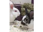 Adopt Victor & Petey a White Satin / Satin / Mixed (short coat) rabbit in