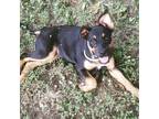 Adopt Macy a Black - with Tan, Yellow or Fawn Shepherd (Unknown Type) / Mixed