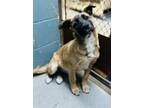 Adopt Mallory a Brown/Chocolate - with Black German Shepherd Dog / Mixed dog in