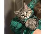 Adopt Brady a Gray, Blue or Silver Tabby Domestic Shorthair / Mixed (short coat)