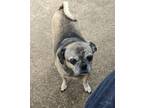 Adopt Jacksy a Tan/Yellow/Fawn - with Black Pug / Mixed dog in Grapevine