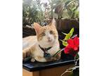 Adopt Quinn a Orange or Red (Mostly) Calico / Mixed (medium coat) cat in Irvine