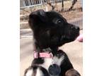 Adopt Pat a Black - with White Labrador Retriever / Border Collie / Mixed dog in