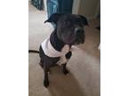 Adopt Bella a Black - with White American Pit Bull Terrier / Labrador Retriever