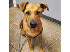Adopt Rudy a Red/Golden/Orange/Chestnut Mutt / Mixed dog in Fayetteville