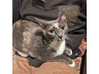 Adopt Misty a Gray or Blue (Mostly) Domestic Shorthair / Mixed (short coat) cat