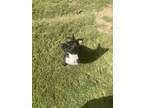Adopt Rocco a Black - with White Mixed Breed (Large) / Mixed dog in Griffin