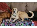 Adopt Maple a Tan/Yellow/Fawn Anatolian Shepherd / Mixed dog in San Antonio