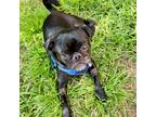 Adopt Ashton a Black Pug / Mixed dog in Grapevine, TX (41282019)
