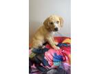 Adopt Poppy/Satin a Tan/Yellow/Fawn Labrador Retriever / Mixed dog in Forney