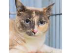 Adopt Lily a Gray or Blue American Shorthair / Domestic Shorthair / Mixed cat in