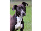 Adopt Breezy a Black Australian Cattle Dog / Mixed Breed (Medium) / Mixed (short