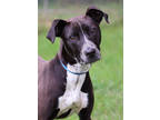 Adopt Breezy a Black Australian Cattle Dog / Mixed dog in Thomasville