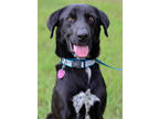 Adopt Tony a Black Labrador Retriever / Australian Cattle Dog / Mixed (short