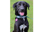 Adopt Tony a Black Labrador Retriever / Australian Cattle Dog / Mixed dog in