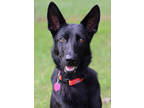 Adopt Beauty a Black German Shepherd Dog / Mixed (short coat) dog in