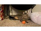 Adopt Gianni a Brown Tabby Tabby (short coat) cat in Tampa, FL (41282064)