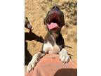 Adopt Debbie a White American Pit Bull Terrier / American Staffordshire Terrier