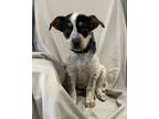 Adopt Gruber a White Australian Cattle Dog / Mixed dog in Huntsville