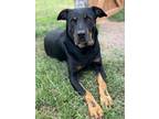 Adopt Ruhn a Black Shepherd (Unknown Type) / Mixed dog in San Antonio
