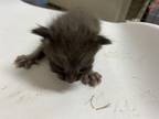 Adopt 55769942 a Gray or Blue Domestic Shorthair / Domestic Shorthair / Mixed