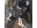 Adopt Aila (FIV+) a Gray or Blue Domestic Shorthair / Domestic Shorthair / Mixed