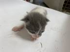 Adopt 55769935 a Gray or Blue Domestic Shorthair / Domestic Shorthair / Mixed