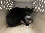 Adopt 55769892 a All Black Domestic Shorthair / Domestic Shorthair / Mixed cat