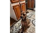 Adopt Dakota a Brown/Chocolate Terrier (Unknown Type, Medium) / American Pit