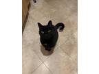 Adopt Fitz a All Black Domestic Mediumhair / Mixed (medium coat) cat in