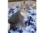 Adopt Wolverine a Gray or Blue (Mostly) Domestic Shorthair (short coat) cat in