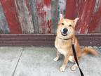 Adopt Loween a Tan/Yellow/Fawn Jindo / Mixed dog in Brooklyn, NY (41281904)