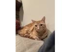 Adopt Cinnamon a Orange or Red (Mostly) Domestic Shorthair / Mixed (short coat)