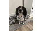 Adopt Sammi a Black - with White Beagle / Poodle (Miniature) / Mixed dog in