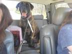Adopt Edy a Brindle - with White Mastiff / Mixed dog in Middletown