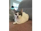 Adopt Quartz a White (Mostly) Domestic Shorthair cat in St.