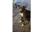 Adopt Joey a Gray/Silver/Salt & Pepper - with White American Pit Bull Terrier /